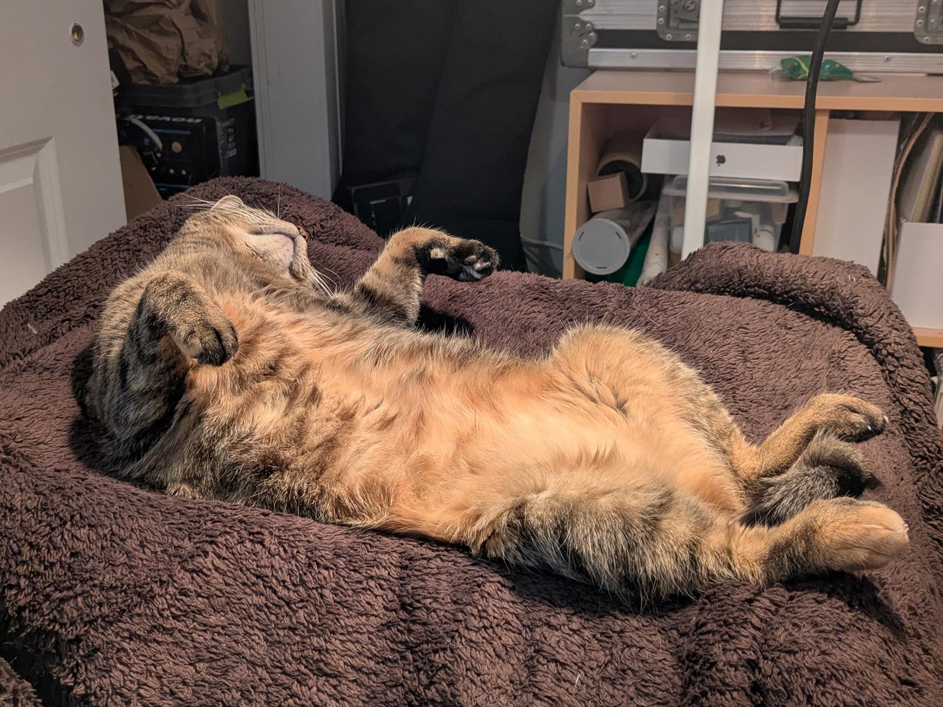 Toucan Starling, a Adoptable Domestic Short Hair in Philadelphia, PA image 5/6