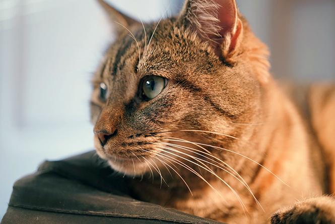 Toucan Starling, a Adoptable Domestic Short Hair in Philadelphia, PA image 6/6