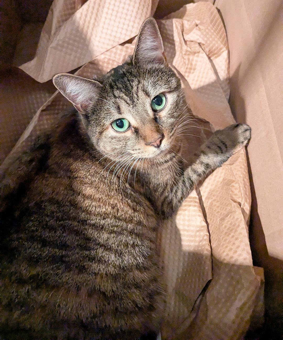 Toucan Starling, Adoptable, Young Female Domestic Short Hair.