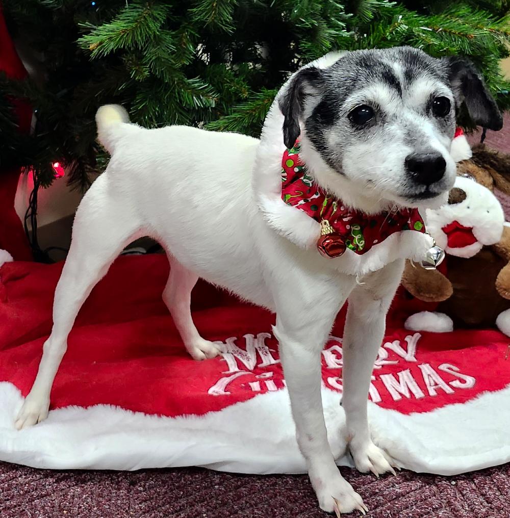 Oreo (Part of a bonded pair with Snickers), adoptable, Senior Female Jack Russell Terrier.