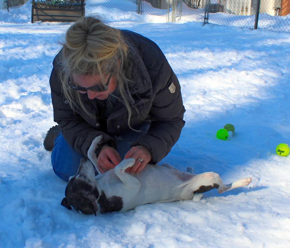 Enlarge Oreo (Part of a bonded pair with Snickers), an adoptable Jack Russell Terrier in Cheboygan, MI image 5/6