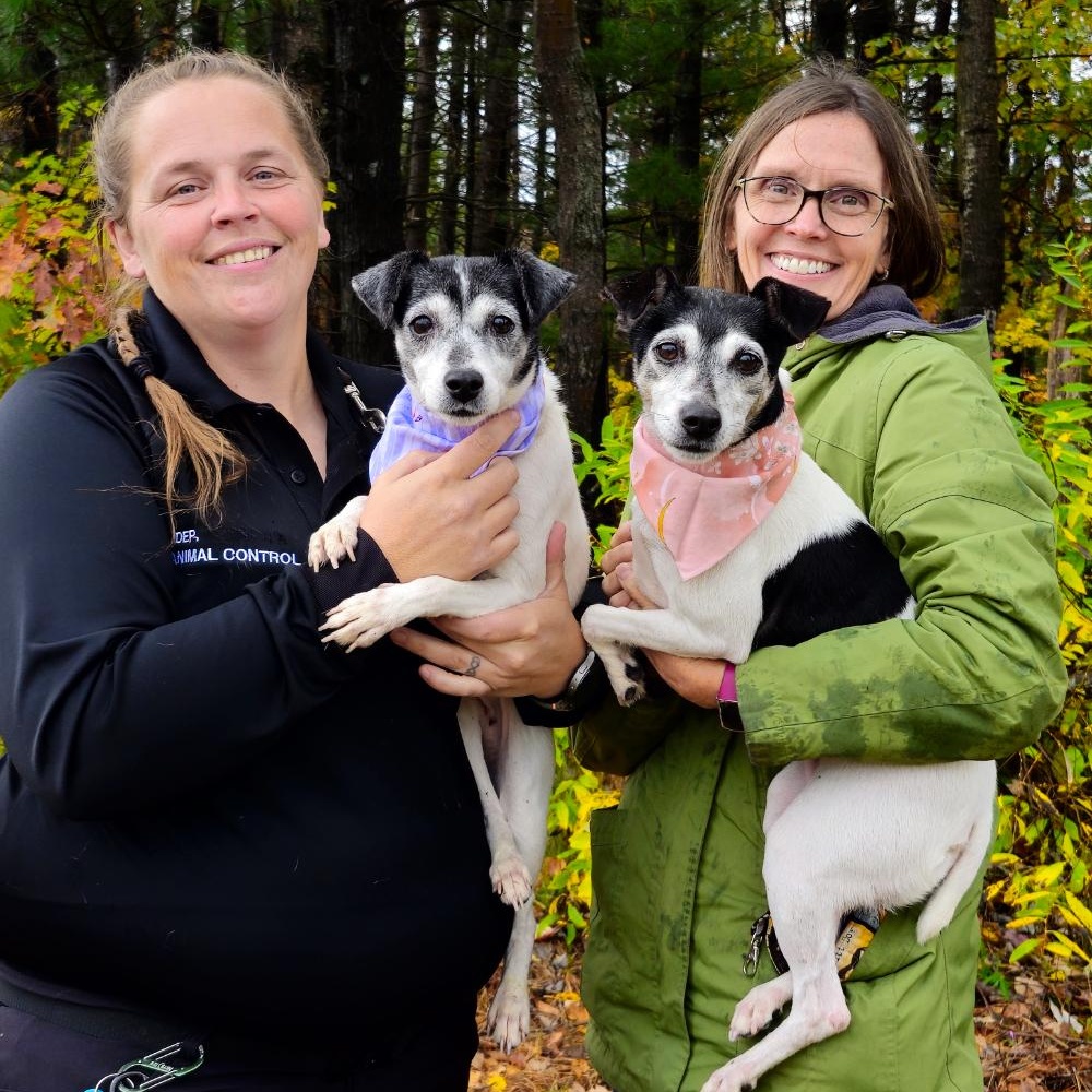 Oreo (Part of a bonded pair with Snickers), a Adoptable Jack Russell Terrier in Cheboygan, MI image 2/6