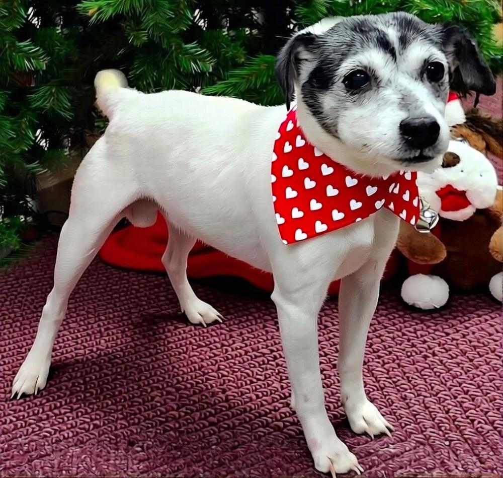 Oreo , an adoptable Jack Russell Terrier in Cheboygan, MI image 4/5