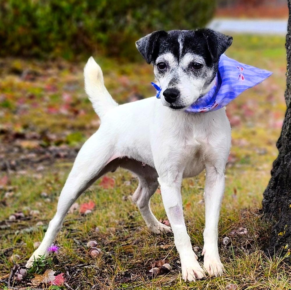 Oreo (Part of a bonded pair with Snickers), a Adoptable Jack Russell Terrier in Cheboygan, MI image 3/6