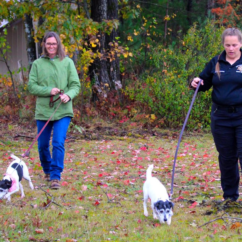 Oreo (Part of a bonded pair with Snickers), a Adoptable Jack Russell Terrier in Cheboygan, MI image 5/6