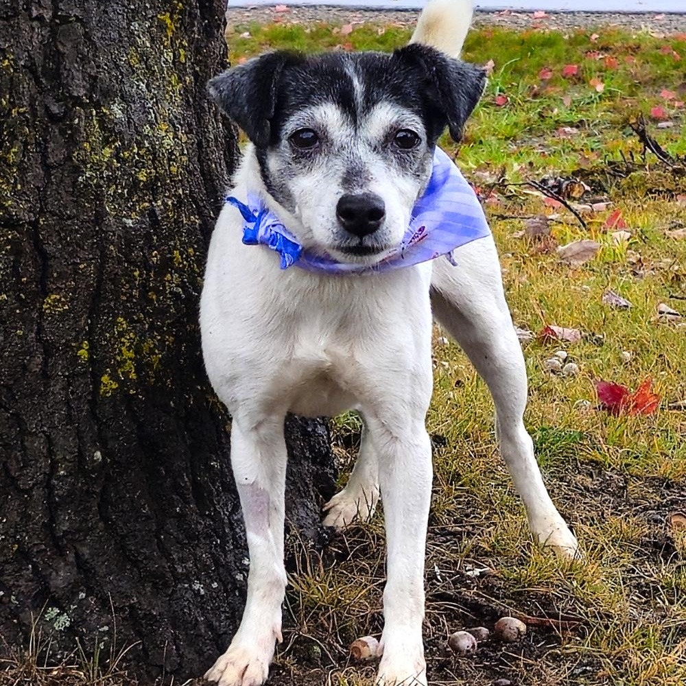 Oreo (Part of a bonded pair with Snickers), a Adoptable Jack Russell Terrier in Cheboygan, MI image 6/6