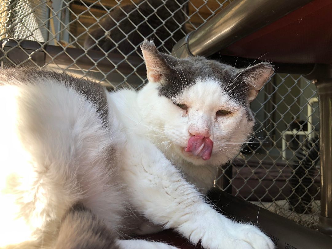 Enlarge Meatball, a Adoptable Domestic Short Hair in East Northport, NY image 1/5