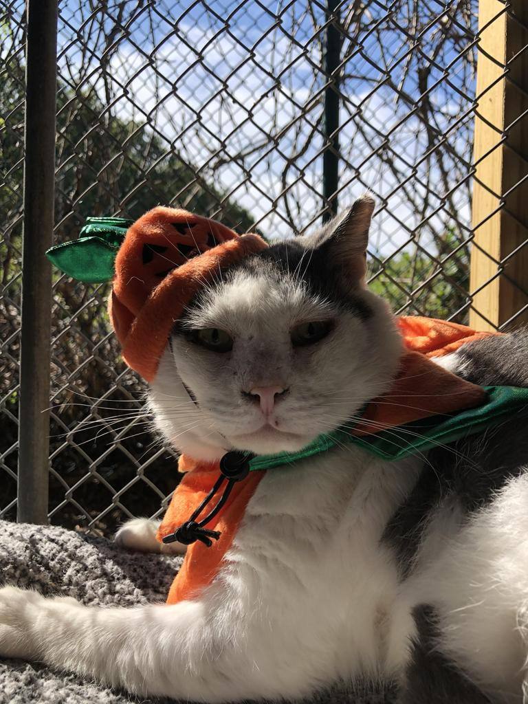 Enlarge Meatball, a Adoptable Domestic Short Hair in East Northport, NY image 2/5