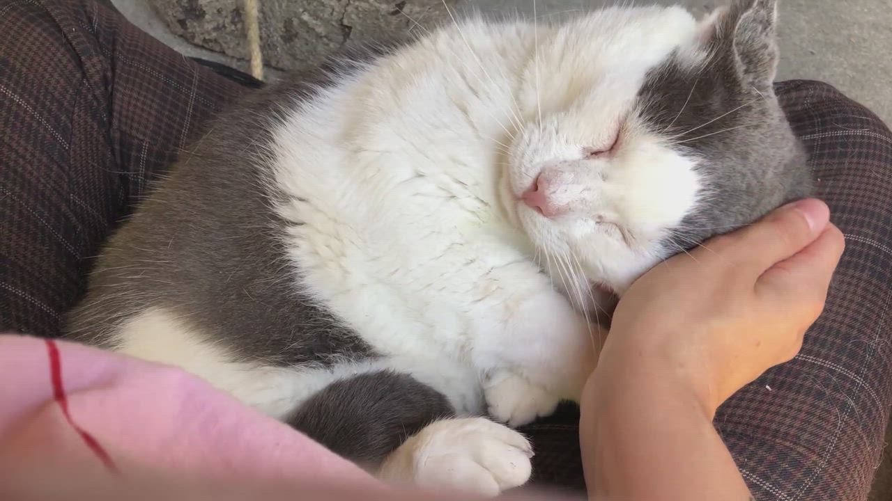 Enlarge Meatball, a Adoptable Domestic Short Hair in East Northport, NY video 5/5