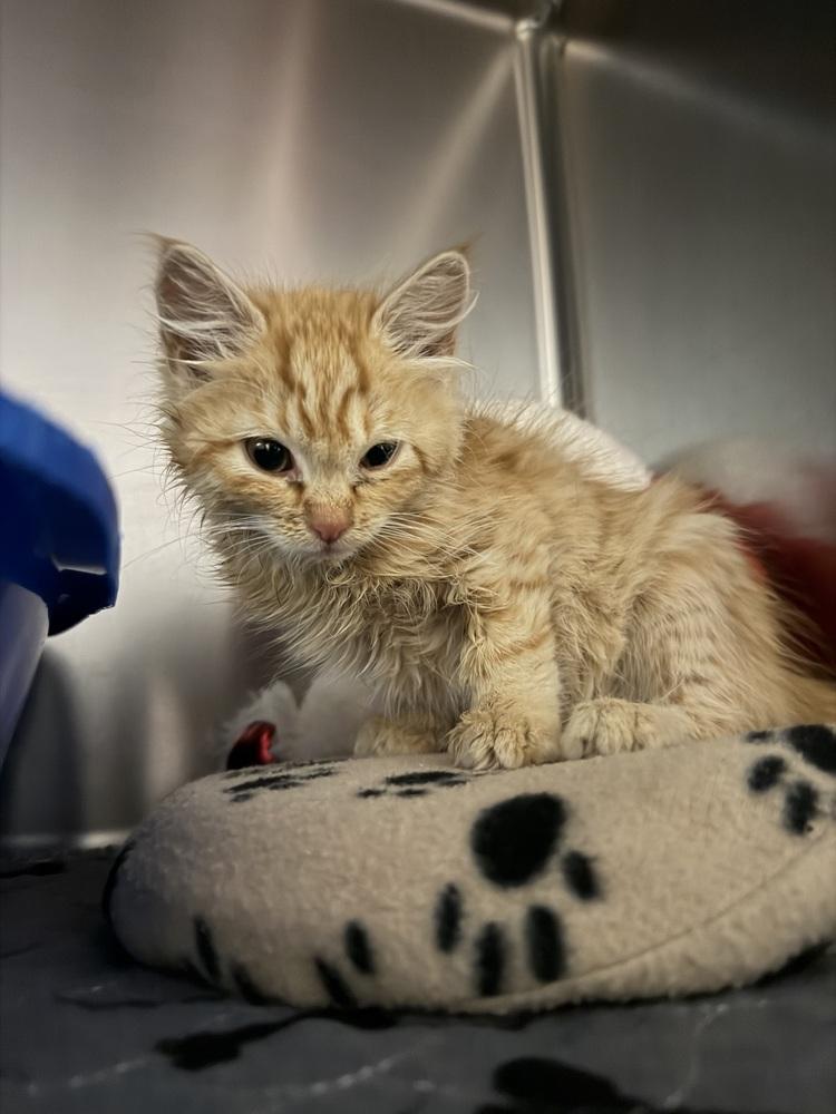 Natty, Adoptable, Kitten Female Domestic Long Hair.