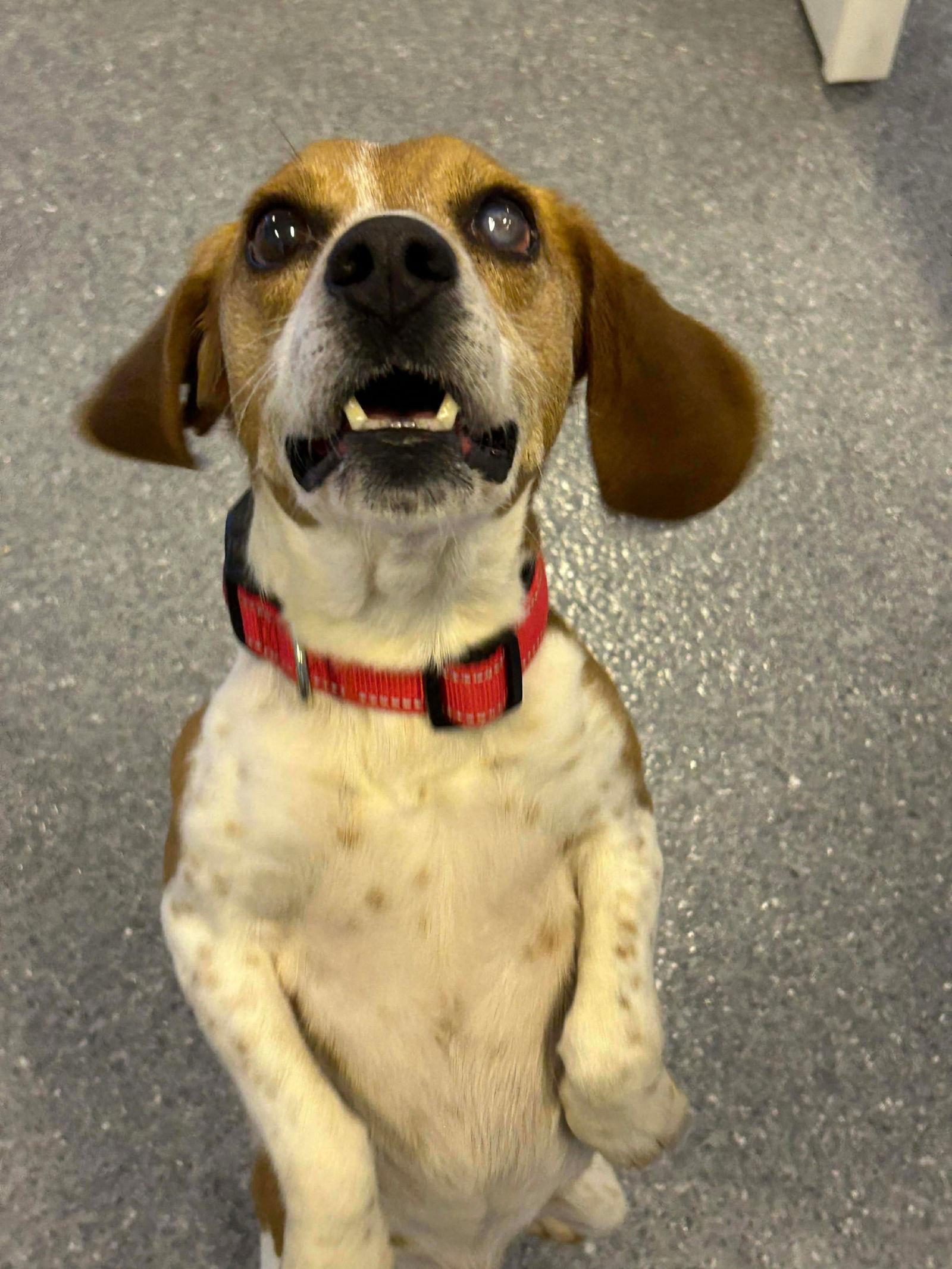 Wyatt, Adoptable, Adult Male Beagle.