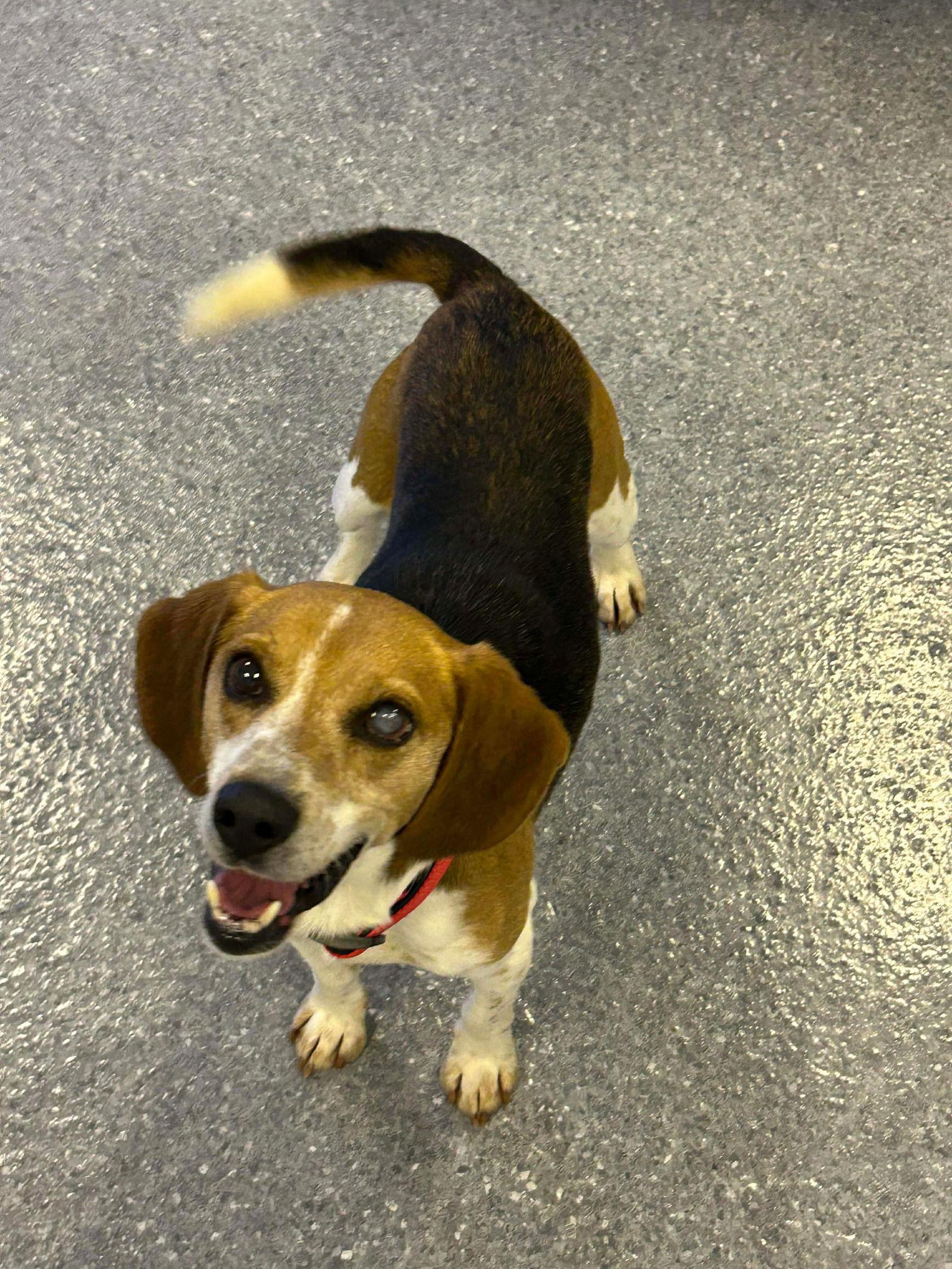Wyatt, a Adoptable Beagle in Steeleville, IL image 2/3