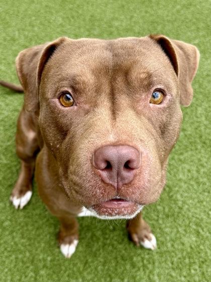 Brownie, Adoptable, Adult Male Mixed Breed & Mixed Breed.