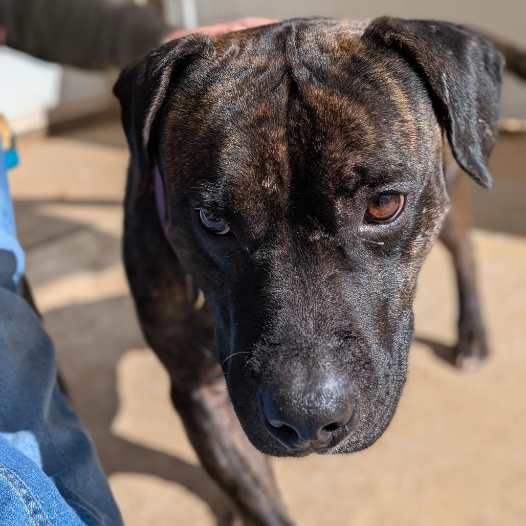 Mr. H (BAS), Adoptable, Adult Male Pit Bull Terrier.