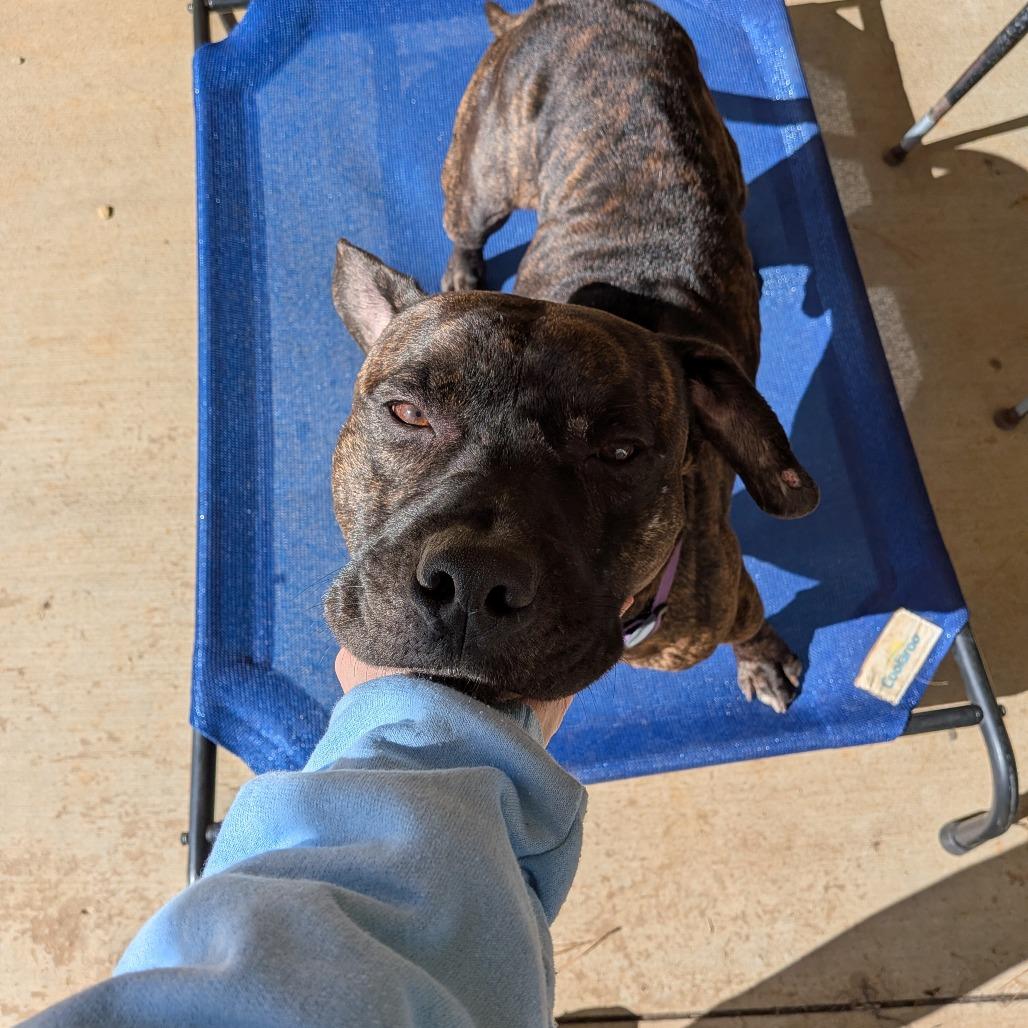 Enlarge Hercules (BAS), a Adoptable Pit Bull Terrier in Lenoir, NC image 2/6