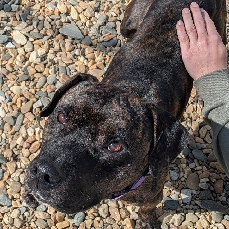 Enlarge Mr. H (BAS), a Adoptable Pit Bull Terrier in Lenoir, NC image 2/6