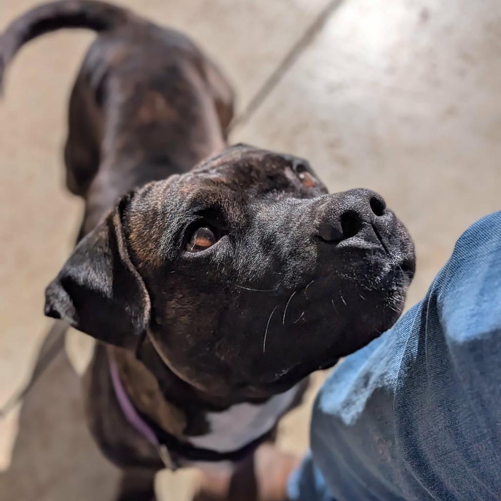 Enlarge Mr. H (BAS), a Adoptable Pit Bull Terrier in Lenoir, NC image 3/6