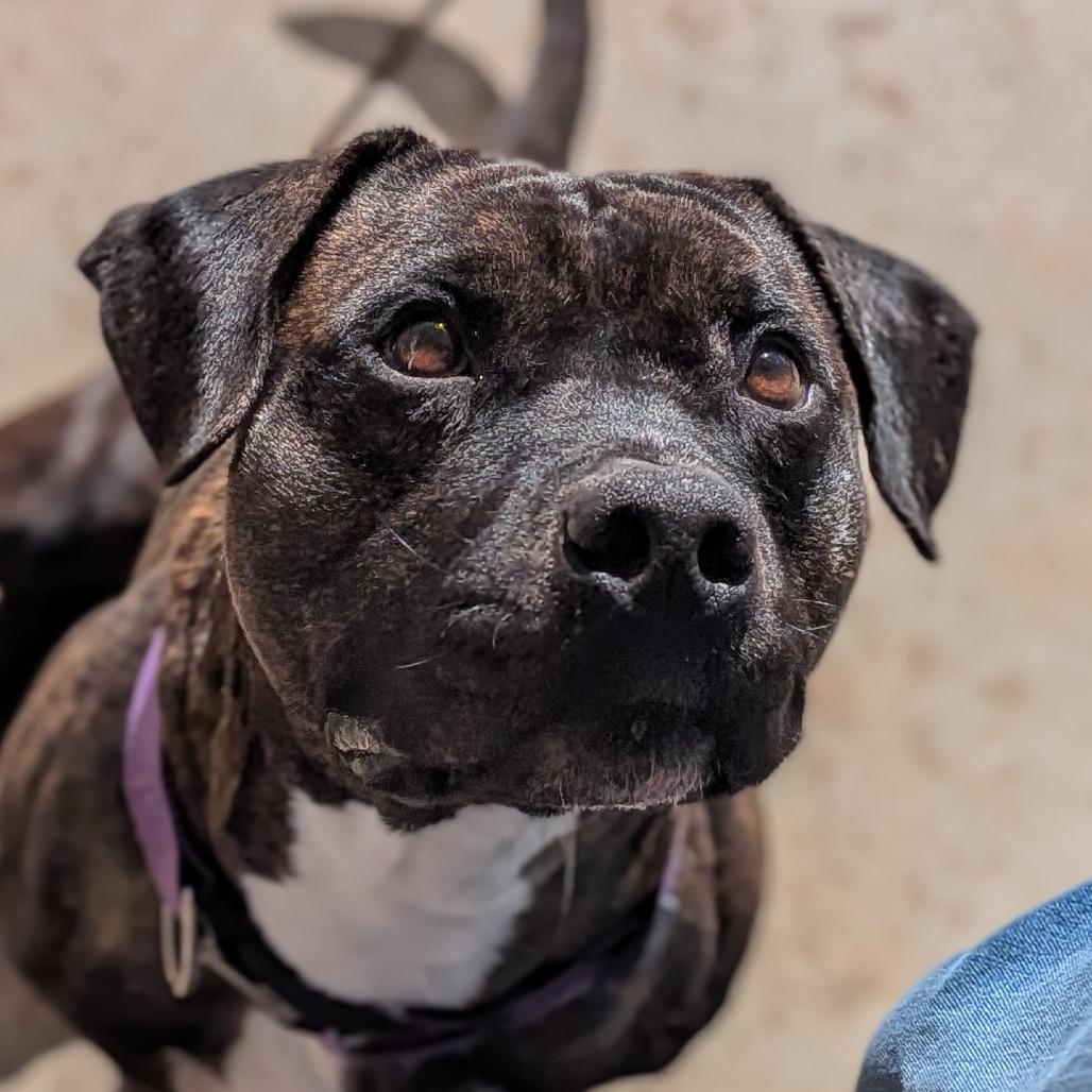 Mr. H (BAS), Adoptable, Adult Male Pit Bull Terrier.