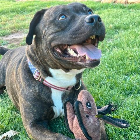 Enlarge Hercules (BAS), a Adoptable Pit Bull Terrier in Lenoir, NC image 3/6
