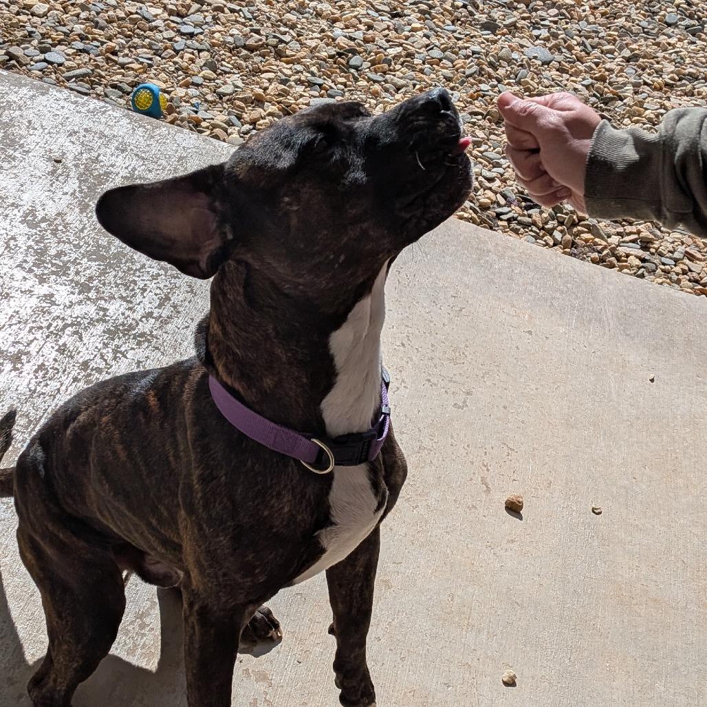 Enlarge Mr. H (BAS), a Adoptable Pit Bull Terrier in Lenoir, NC image 5/6