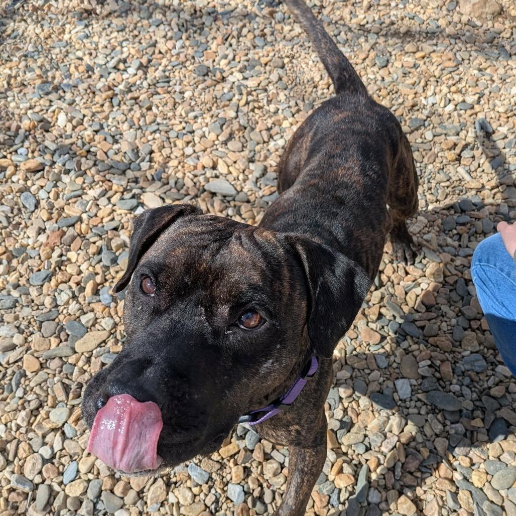 Enlarge Mr. H (BAS), a Adoptable Pit Bull Terrier in Lenoir, NC image 6/6