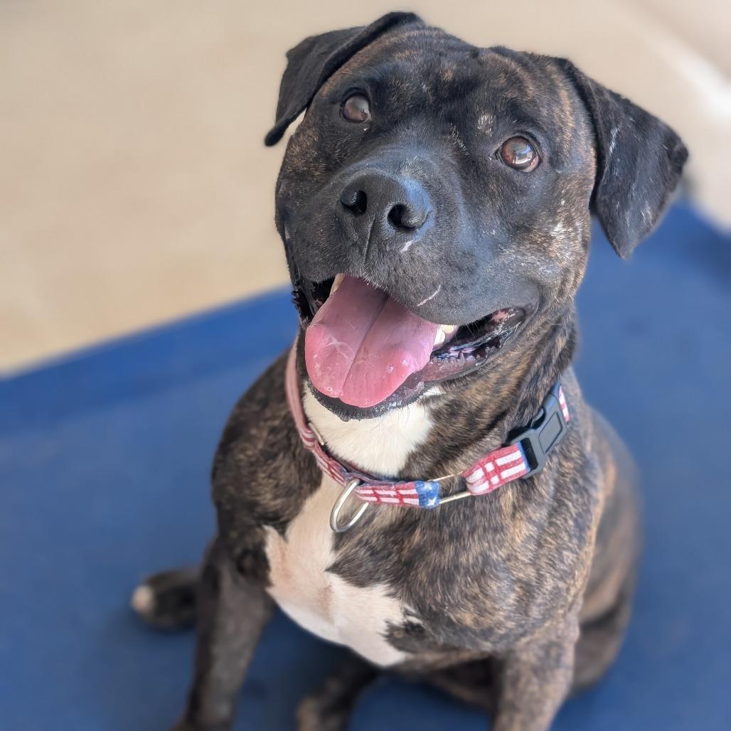 Enlarge Hercules (BAS), a Adoptable Pit Bull Terrier in Lenoir, NC image 1/6