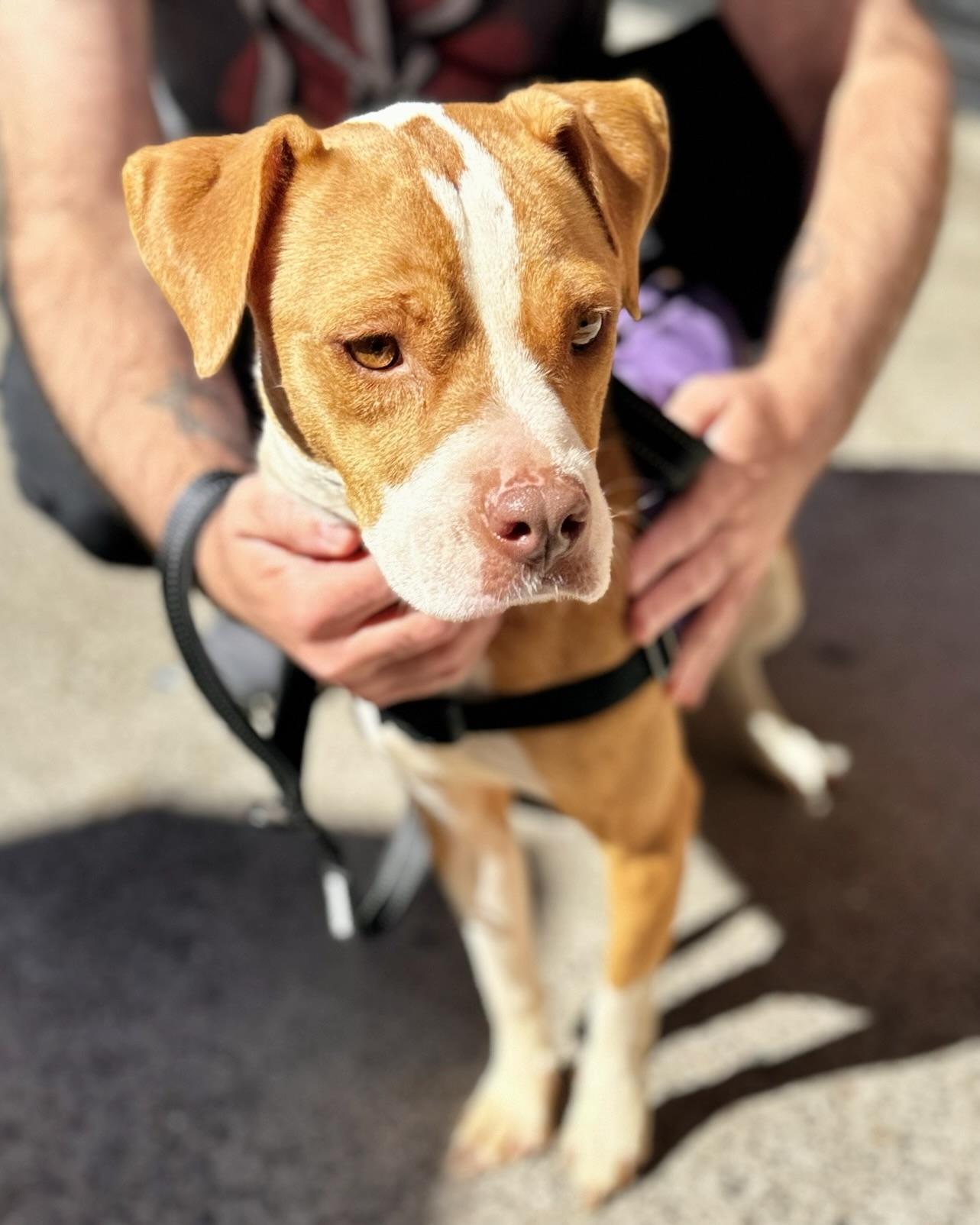 Enlarge Constance, a Adopted mixed breed in New York, NY image 5/5