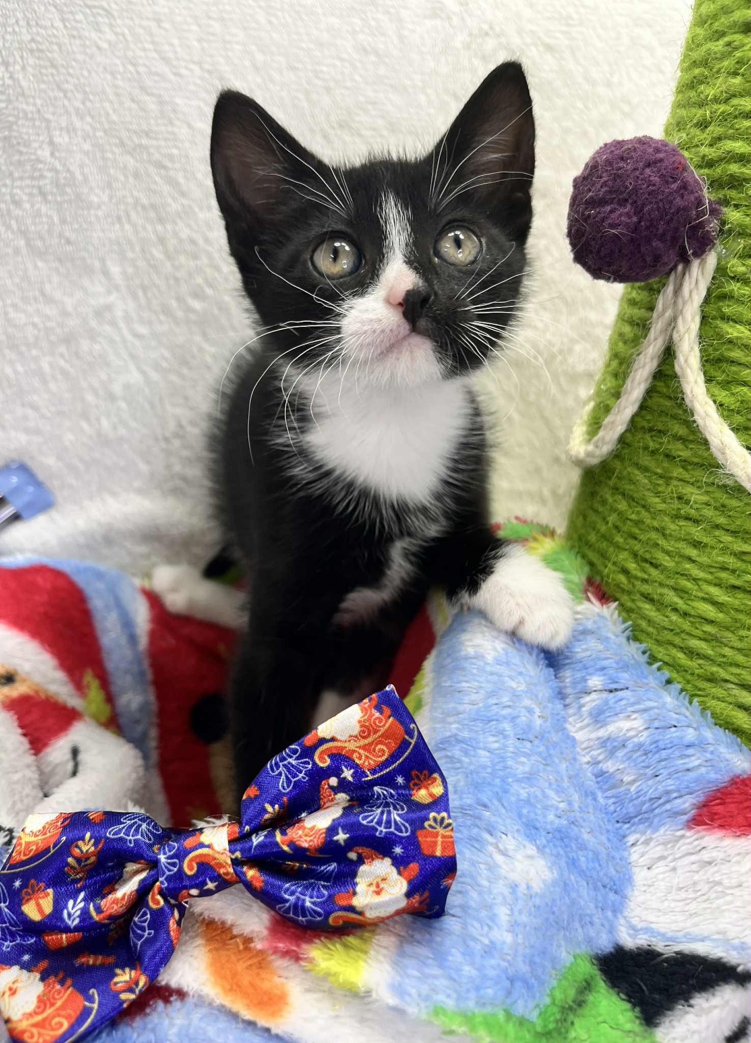 Enlarge Raven, a Adoptable Tuxedo in Tavares, FL image 2/4