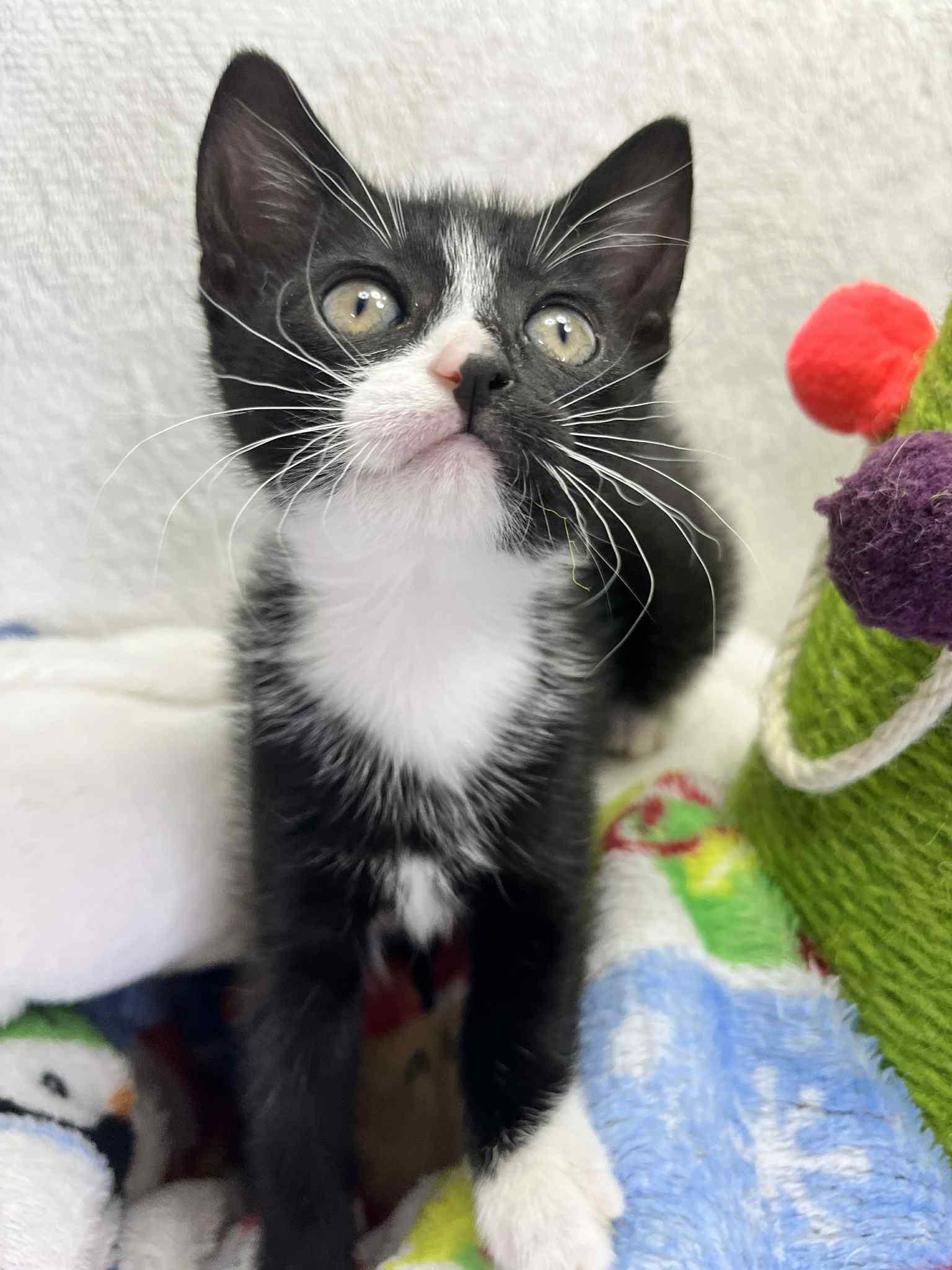 Enlarge Raven, a Adoptable Tuxedo in Tavares, FL image 1/4