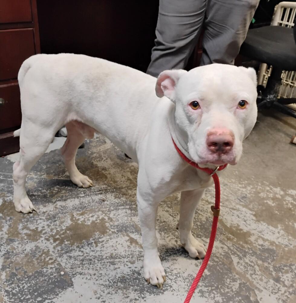 Enlarge Ghost #273, a Adoptable mixed breed in New Lexington, OH image 1/1