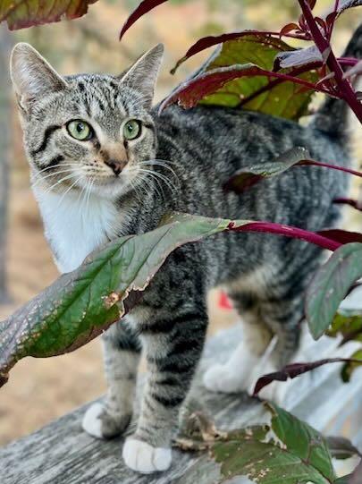 Enlarge Lily & Cloud, a Adoptable Tabby in Seattle, WA image 4/6