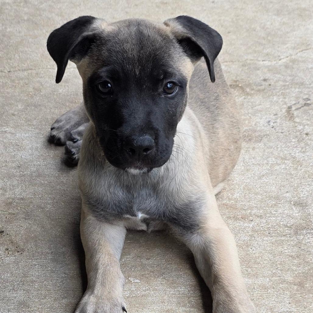 Bannack DD, Baby Male Belgian Shepherd / Malinois