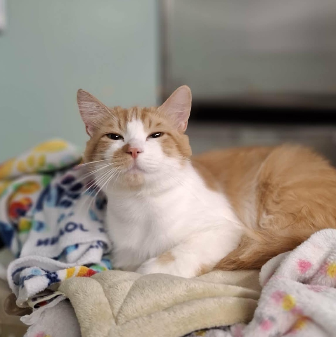 Enlarge Norman, an adopted Domestic Long Hair in Vine Grove, KY image 3/4