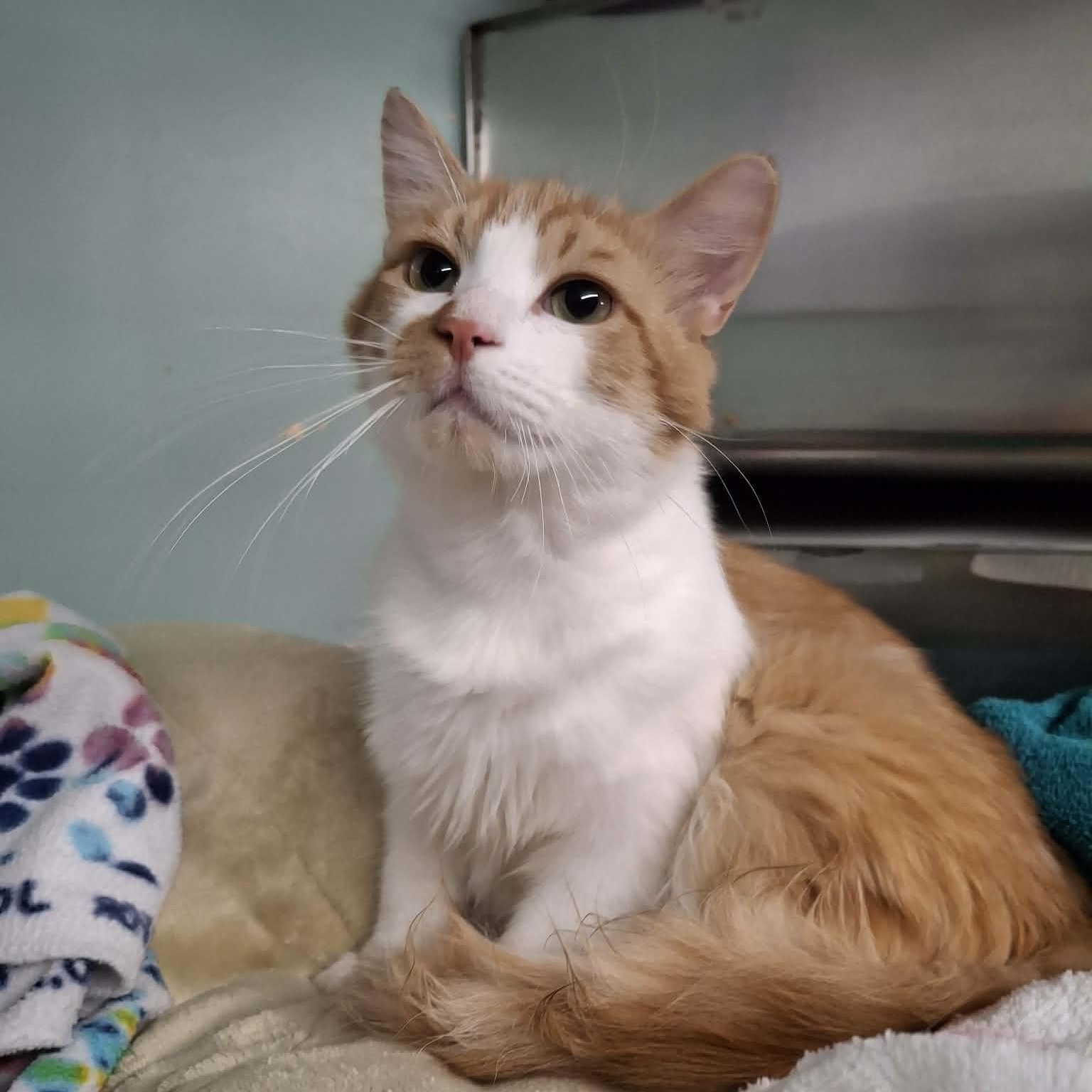 Norman, adopted, Young Male Domestic Long Hair.