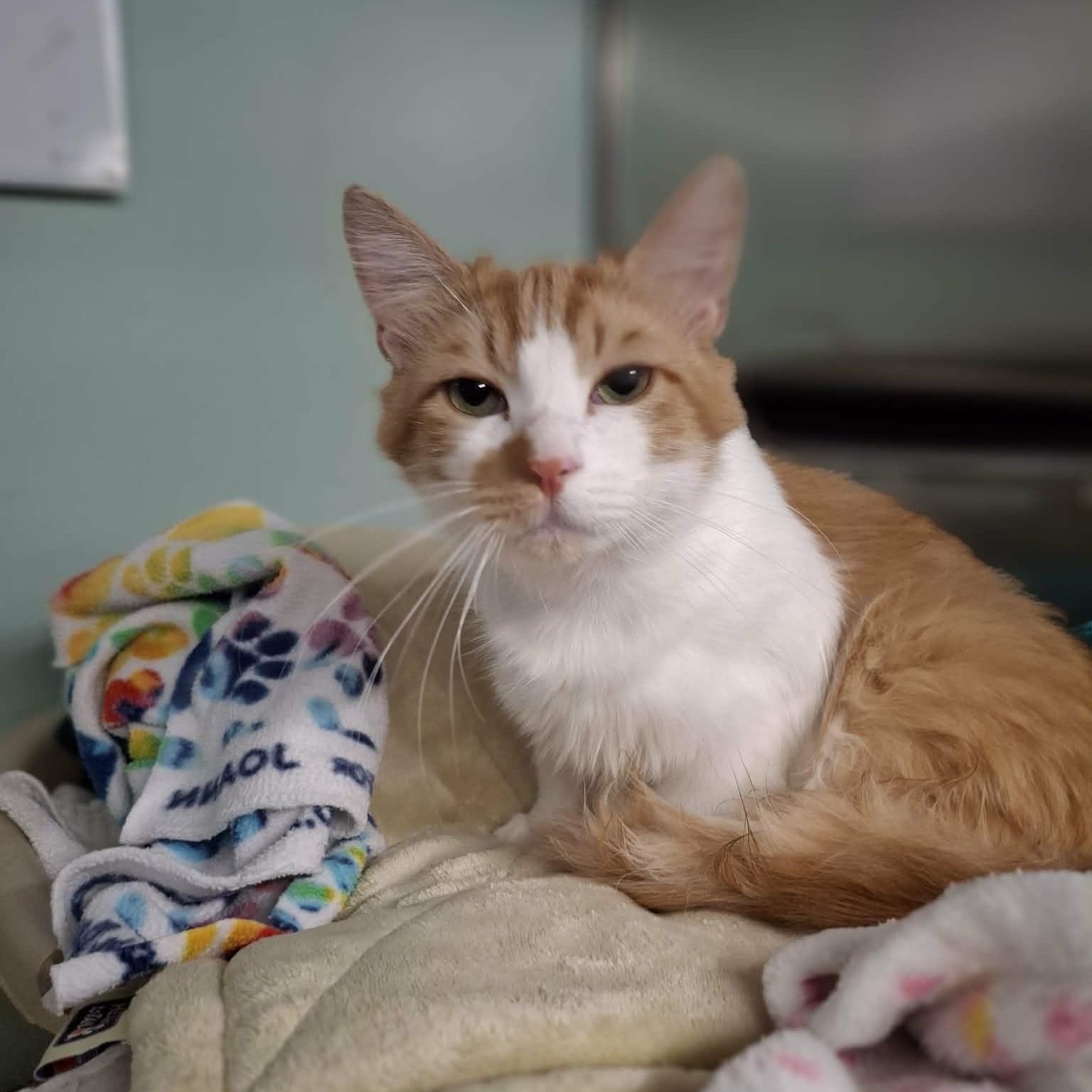 Enlarge Norman, an adopted Domestic Long Hair in Vine Grove, KY image 2/4