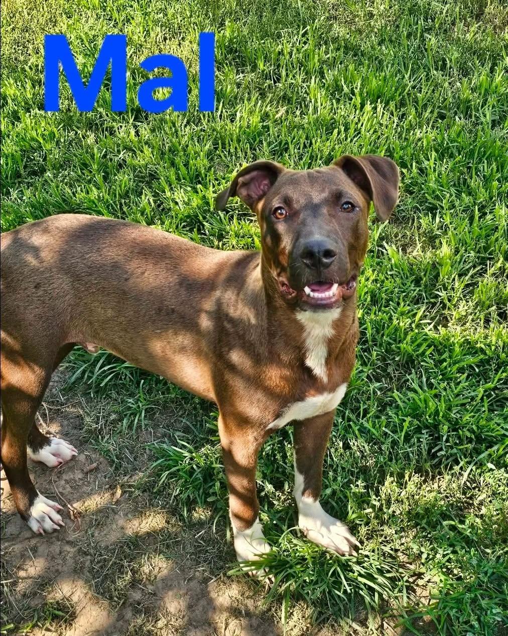 Mal, Adoptable, Puppy Male Mixed Breed.