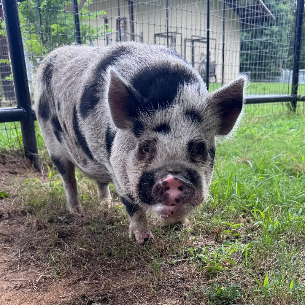 Hammie, a Adoptable Pig in Lufkin, TX image 1/2