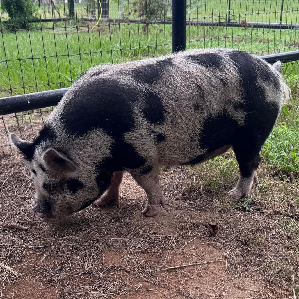 Hammie, a Adoptable Pig in Lufkin, TX image 2/2