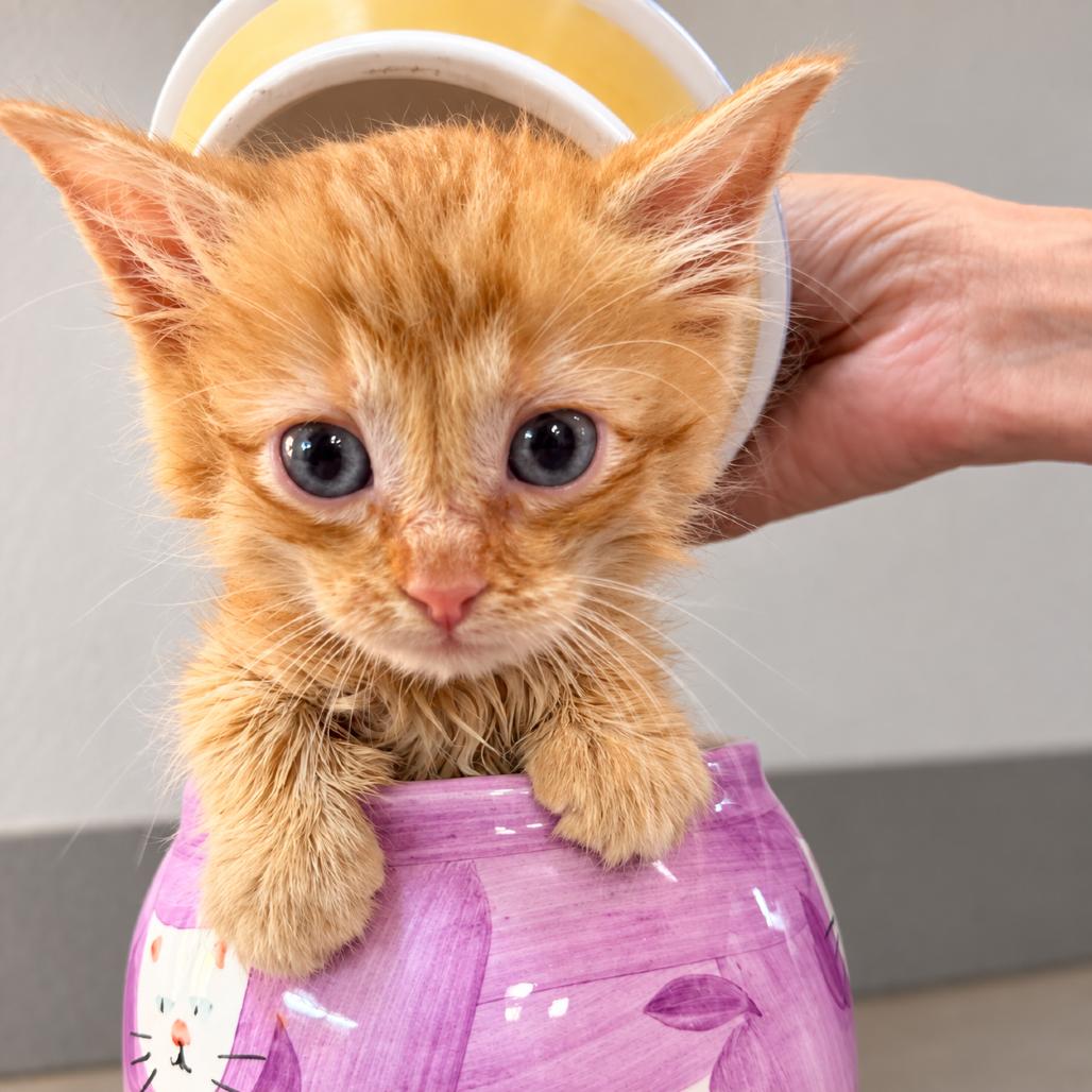 Spongebob, Adoptable, Kitten Male Domestic Medium Hair & Domestic Medium Hair.