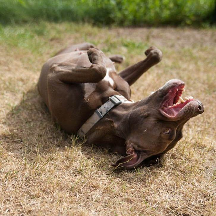 Enlarge Honey, a Adoptable Mixed Breed in Farmingdale, NJ image 8/12