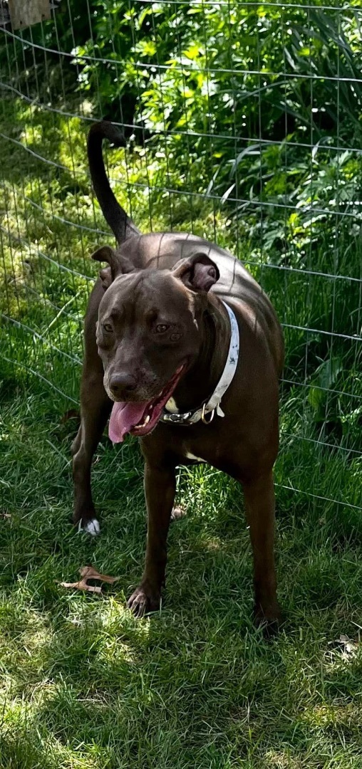 Enlarge Honey, a Adoptable Mixed Breed in Farmingdale, NJ image 9/12