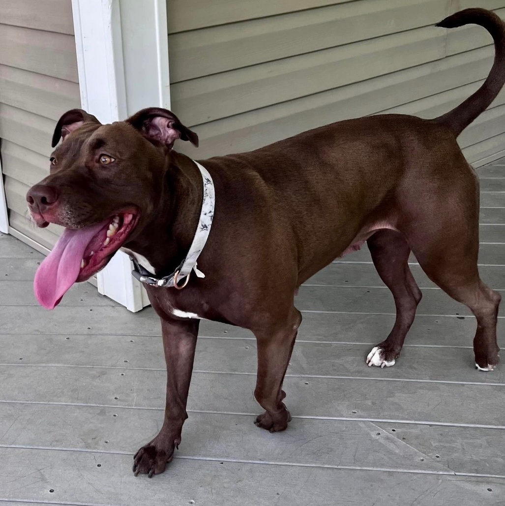 Enlarge Honey, a Adoptable Mixed Breed in Farmingdale, NJ image 10/12