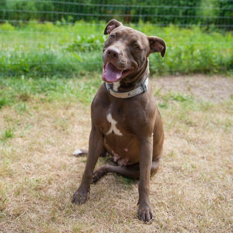 Enlarge Honey, a Adoptable Mixed Breed in Farmingdale, NJ image 11/12