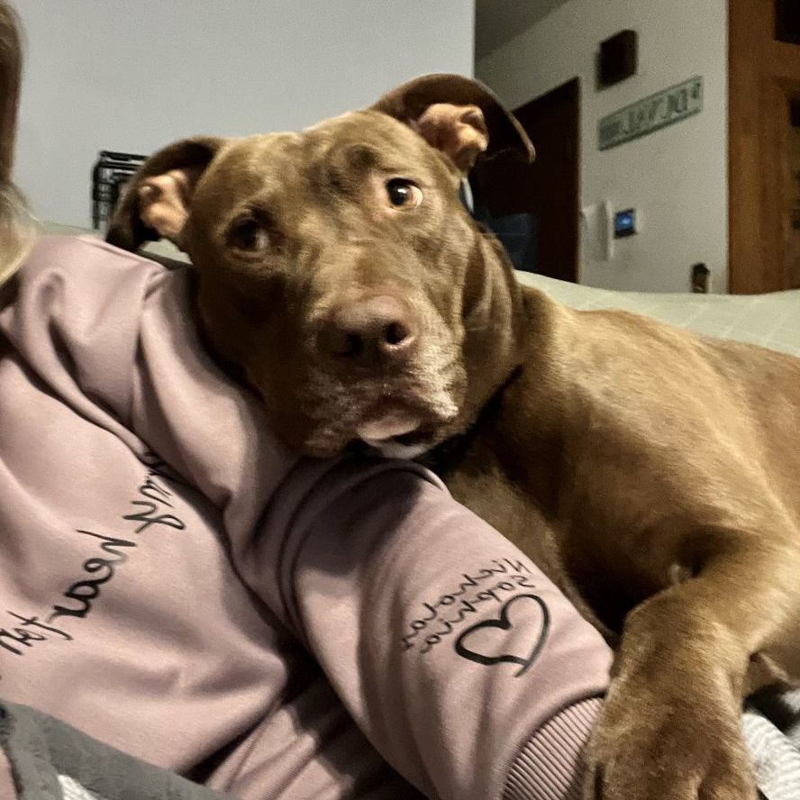 Enlarge Honey, a Adoptable Mixed Breed in Farmingdale, NJ image 12/12