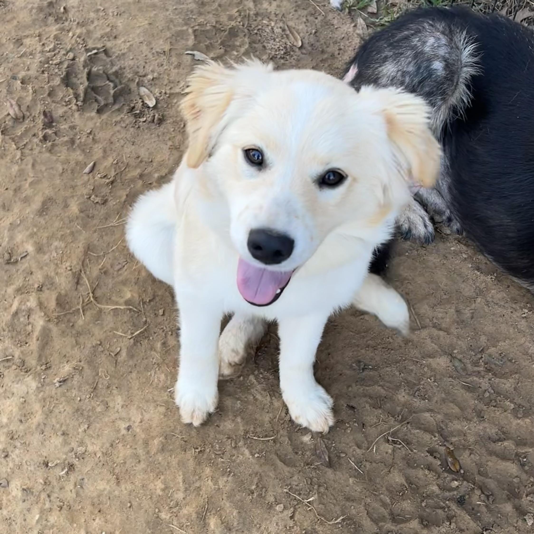 Dog for adoption - Emore, a Great Pyrenees & Australian Shepherd Mix in ...