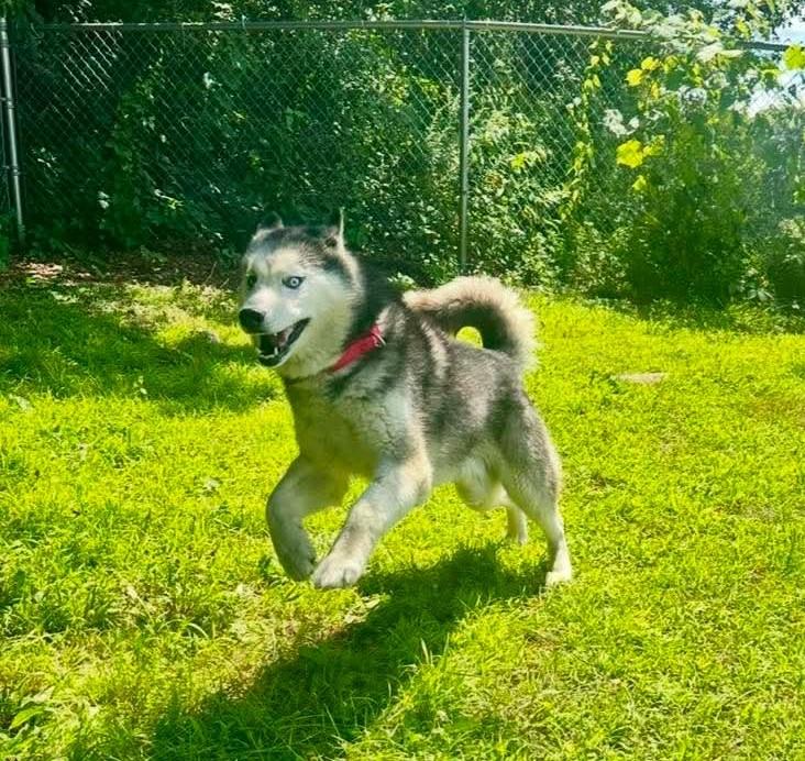 Enlarge Ando, a ADOPTABLE Husky in Springfield, VT image 3/4