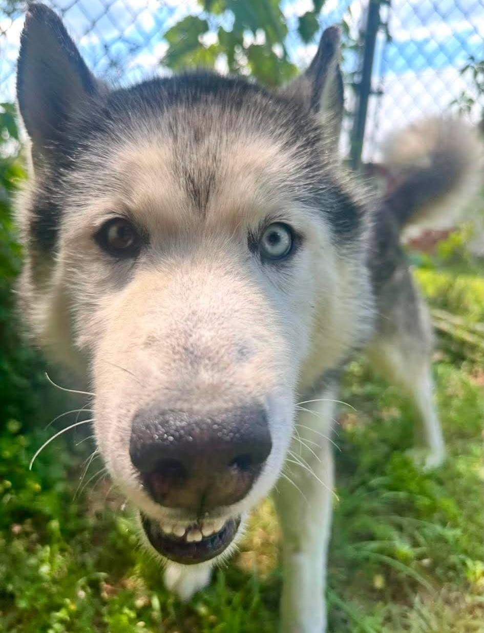 Enlarge Ando, a ADOPTABLE Husky in Springfield, VT image 1/4