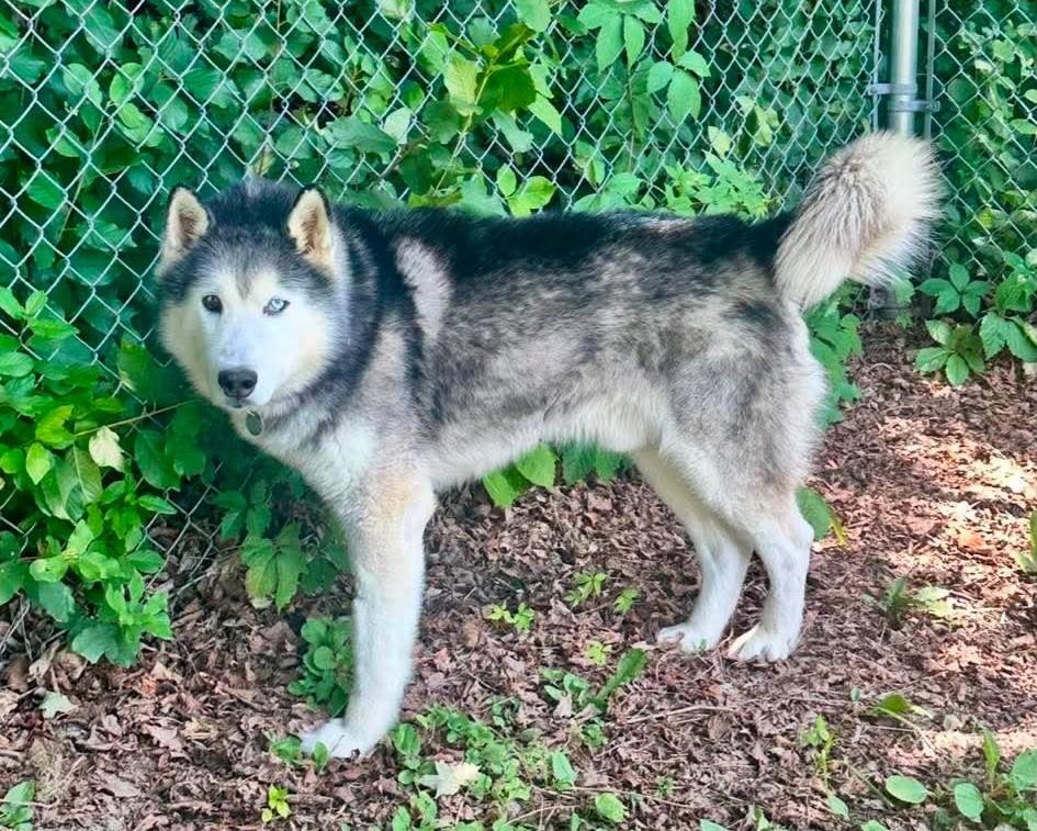 Enlarge Ando, a ADOPTABLE Husky in Springfield, VT image 4/4