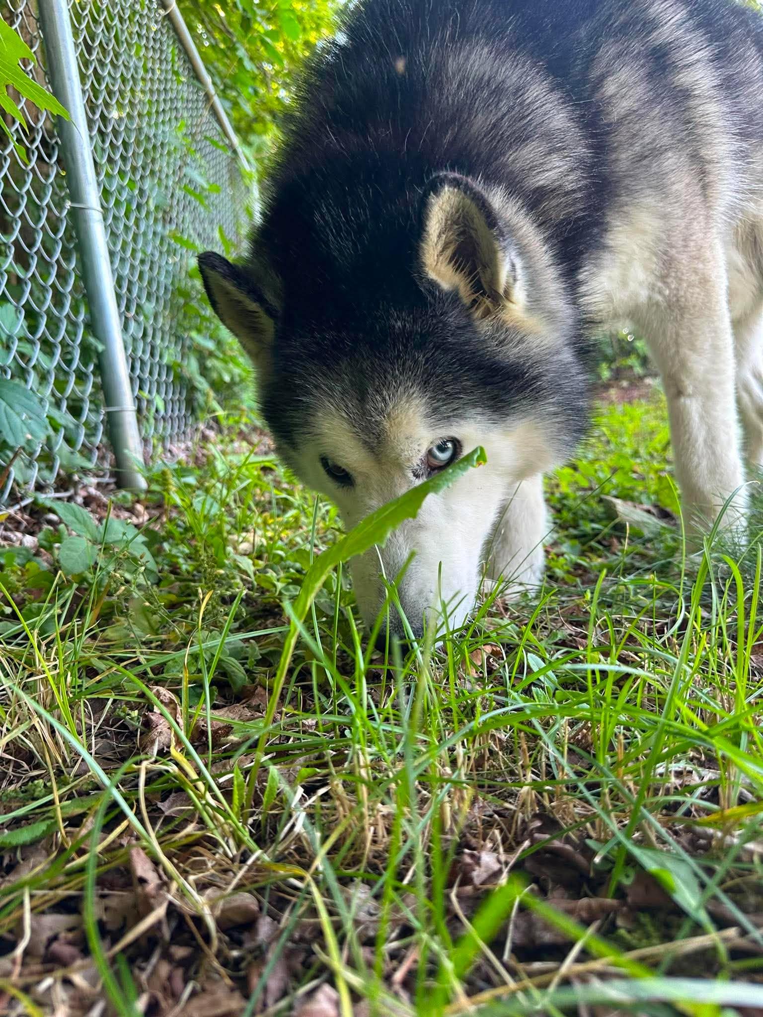 Enlarge Ando, a ADOPTABLE Husky in Springfield, VT image 2/4
