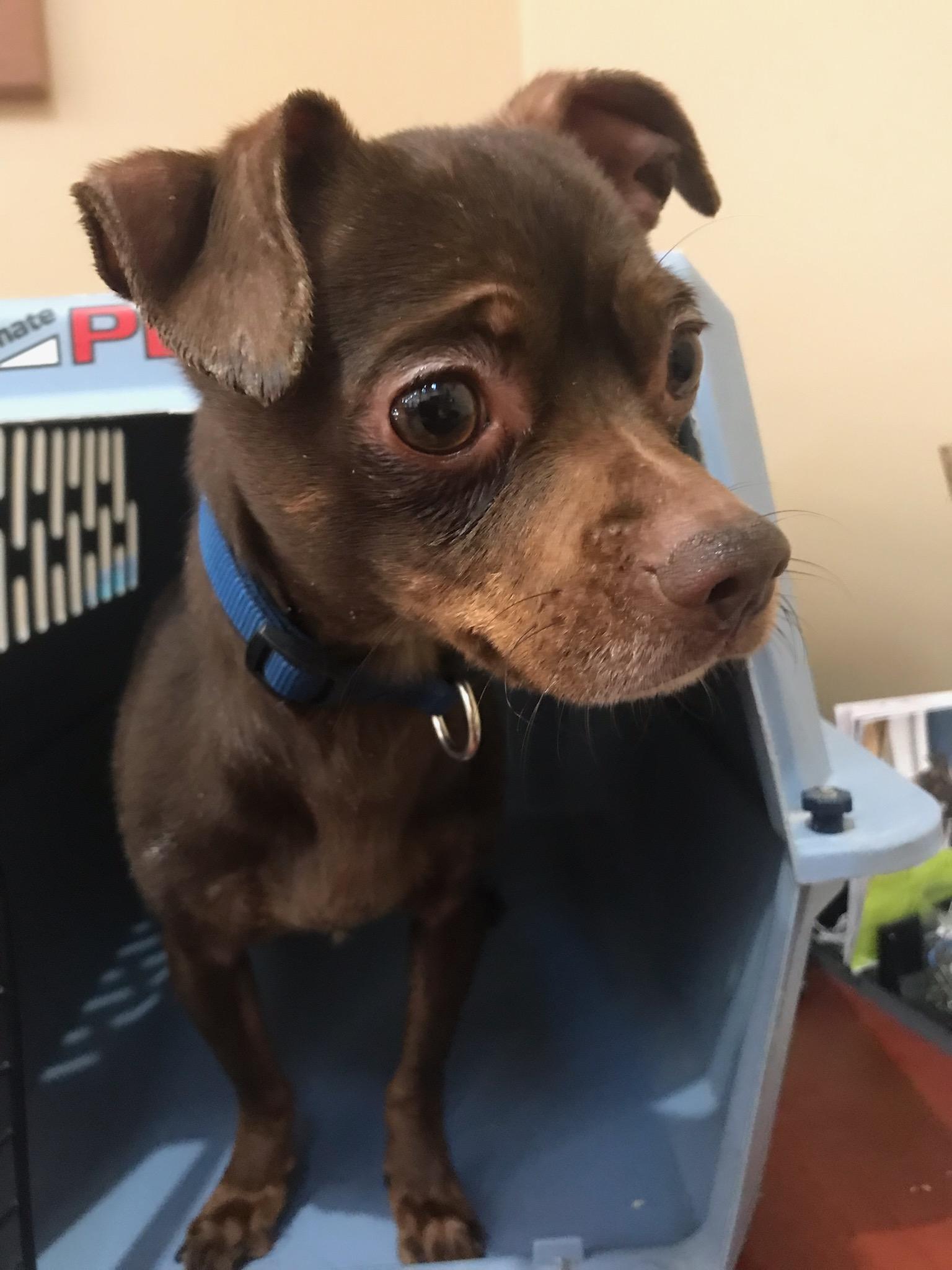 #17, ADOPTABLE, Adult Male Chihuahua.